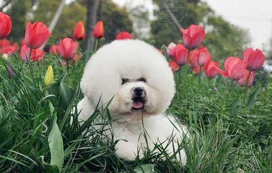 比熊犬老是掉毛怎么办,比熊犬一直拱布是怎么回事