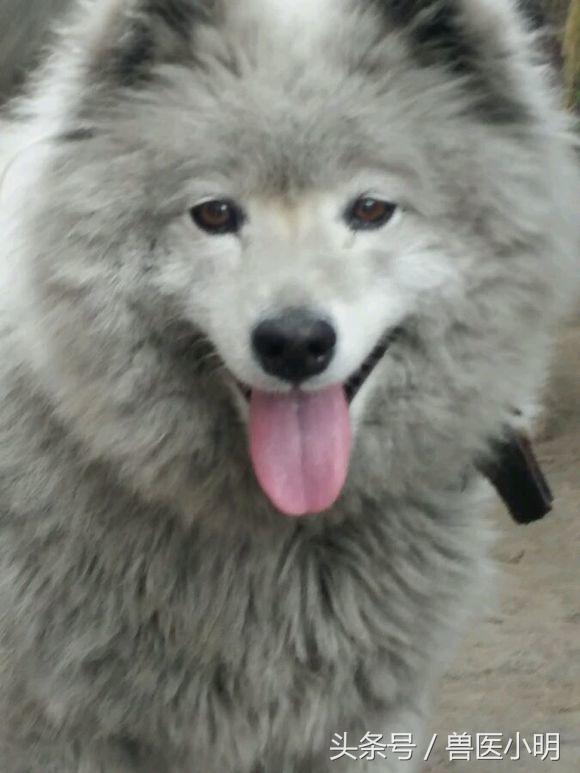 在路边看到一只萨摩耶,女子在路边偶遇一只萨摩耶