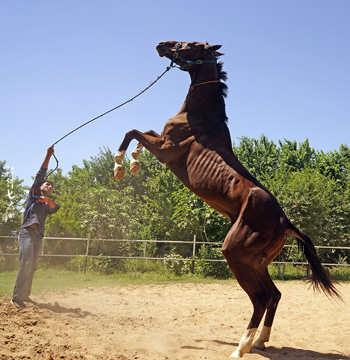 土库曼斯坦血统最纯的汗血宝马,土库曼斯坦最顶级汗血宝马