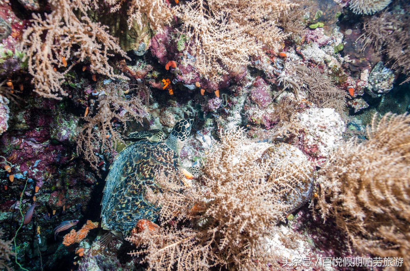 玳瑁：深蓝之下的独行者