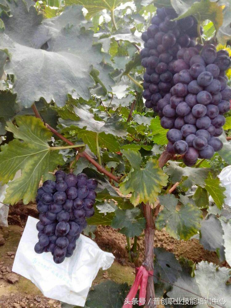 葡萄种植管理技术唐老师,如何管理葡萄才能高产的技术