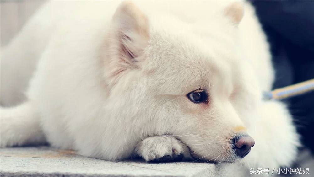 家里狗毛猫毛怎么处理,家里狗毛纷飞该怎么办