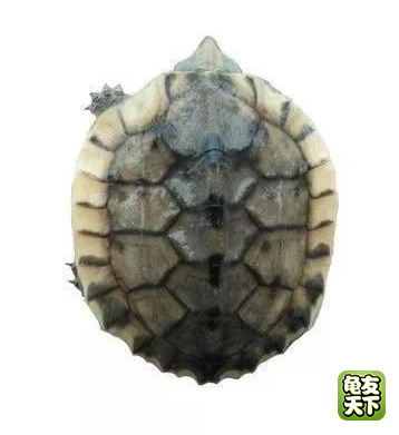 南种石金钱龟苗图,石金钱龟3-4厘米的龟苗怎么养