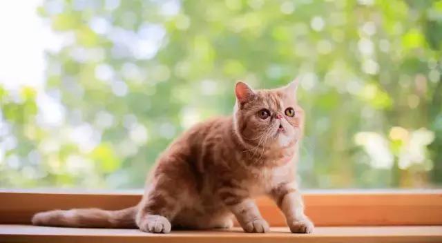 程两两｜扁脸超厉害的！