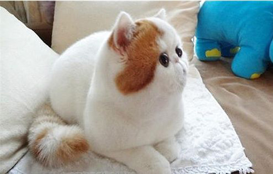 加菲猫大便拉不成形,加菲猫怎么教猫咪在厕所大便