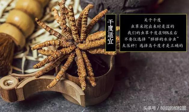 冬虫夏草凭什么这么贵？小编为你解读虫草的故事