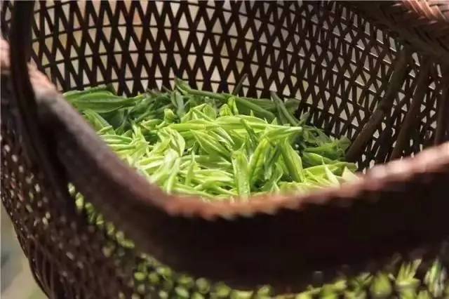 茶传媒采访视频,茶传媒深度访谈