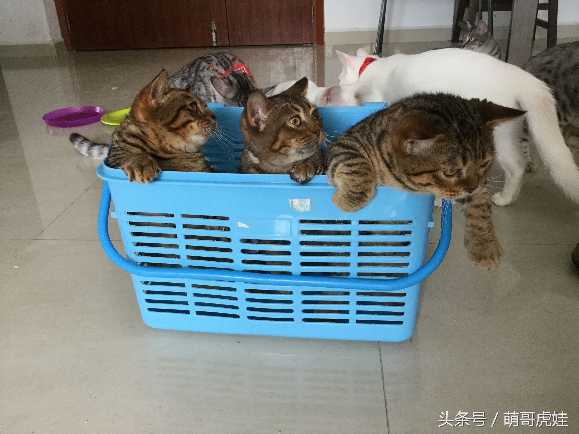 心爱的抱枕才抱了一晚上就被喵星人给糟蹋了，铲屎的：谁干的站出来保证不打死你