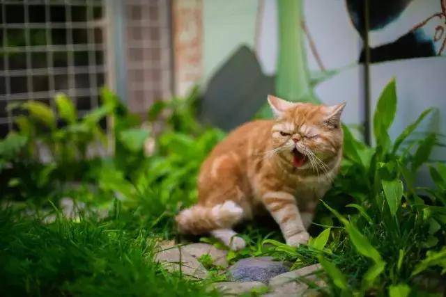 程两两｜扁脸超厉害的！