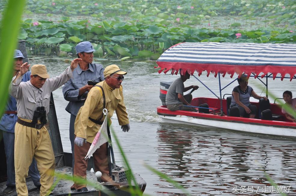 雄安新区白洋淀今日最新消息,雄安白洋淀近况