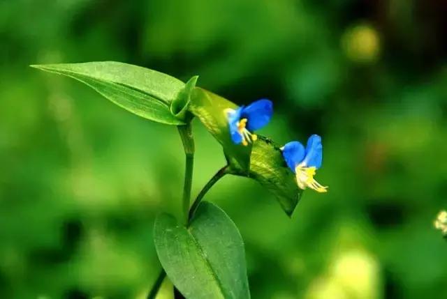 鸭跖草花的图片,紫鸭跖草花图片