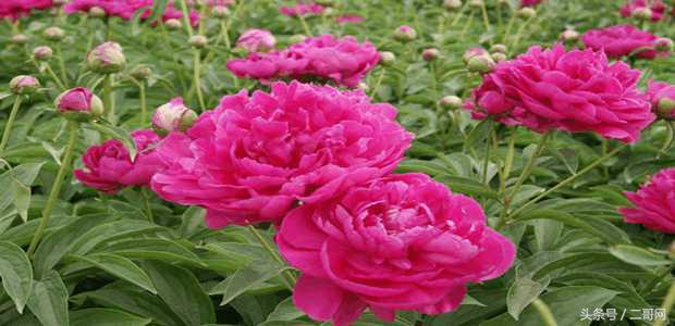 白芍的正确吃法和用法,白芍片正确服用方法