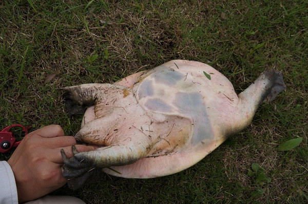 终于学会一门技术,终于学会了一项新技能