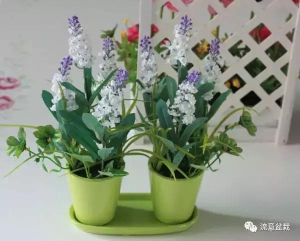 薰衣草可以用盆栽养吗,薰衣草花在家里可以养吗