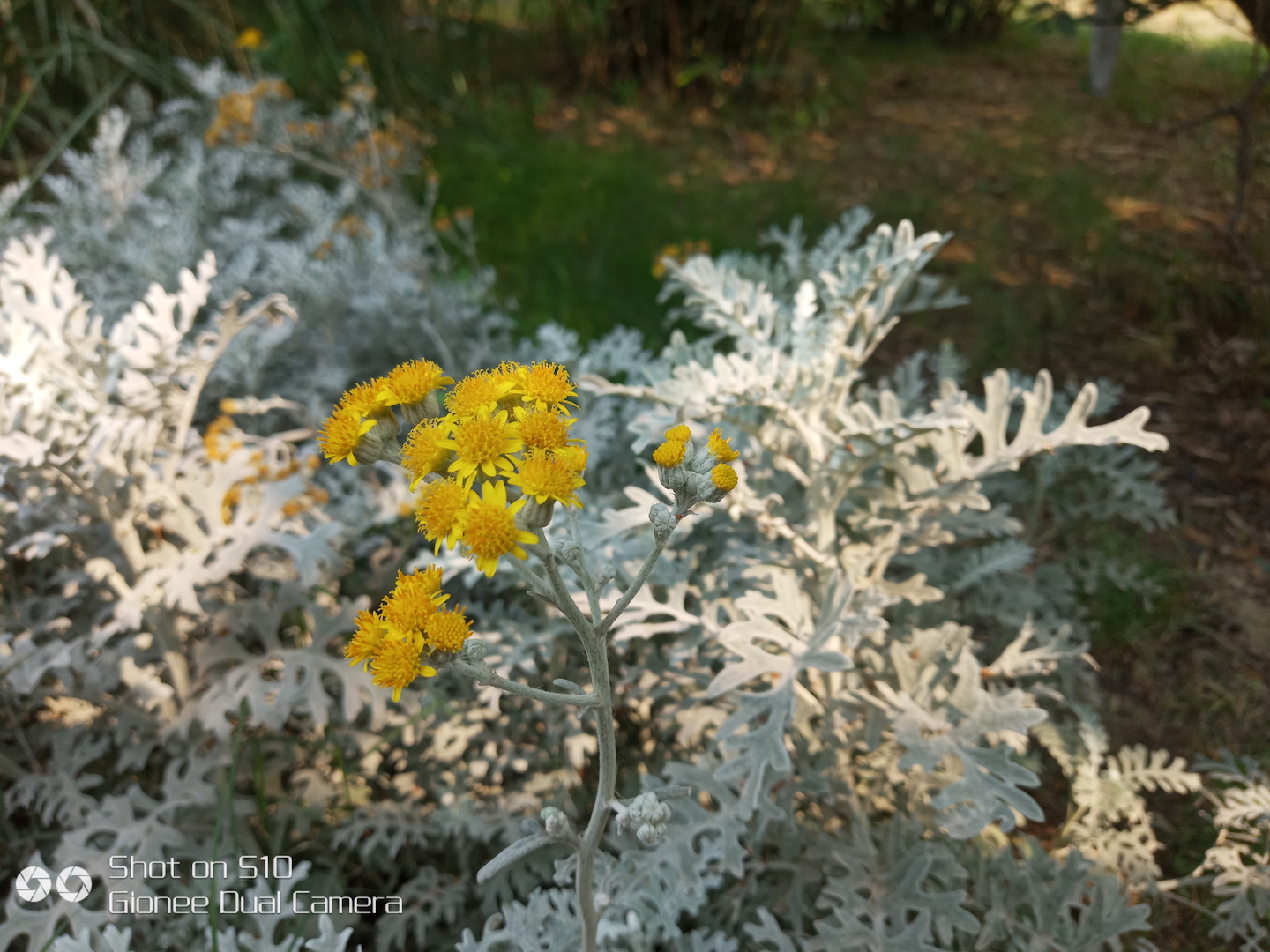 金立s10真的有四摄吗,四摄神机金立