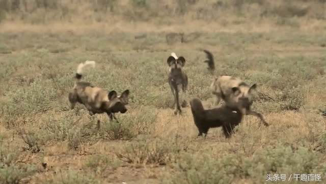 蜜獾（平头哥）能称雄大非洲与它这5点优势分不开！