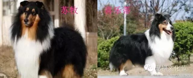 犬种介绍,犬种介绍柯基