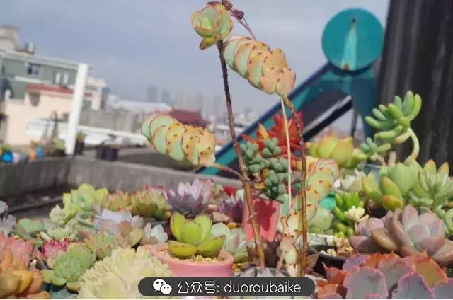 大浙江的多肉也来拉仇恨咯！即使淋雨也不褪色！我有妙招！