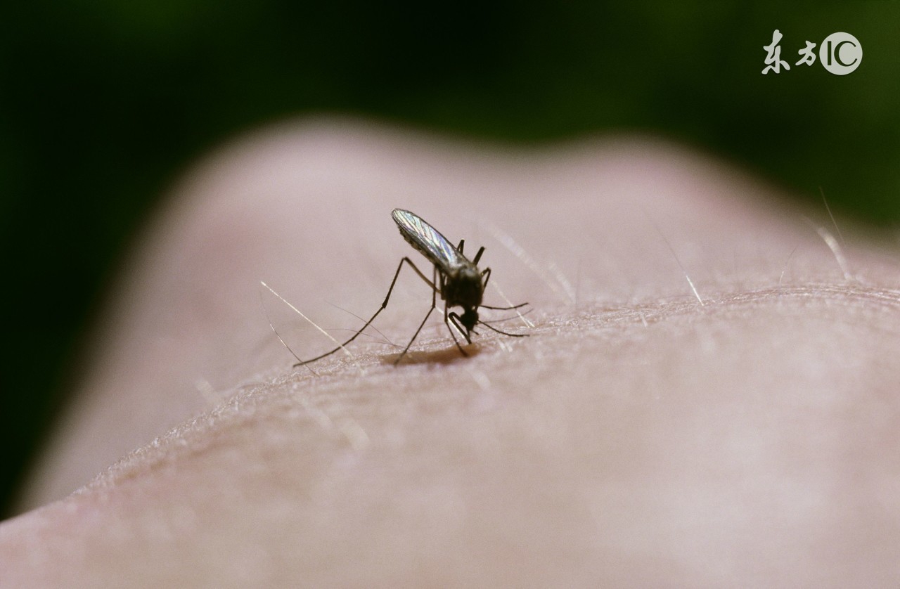 蚊子杀人的故事,一场蚊子引发的惨案