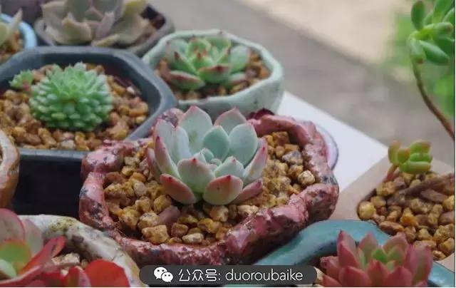 大浙江的多肉也来拉仇恨咯！即使淋雨也不褪色！我有妙招！