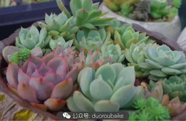 大浙江的多肉也来拉仇恨咯！即使淋雨也不褪色！我有妙招！