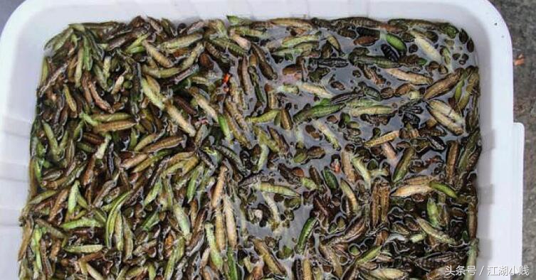 为什么蜻蜓下雨天会多一些,为什么现在下雨天也少有蜻蜓