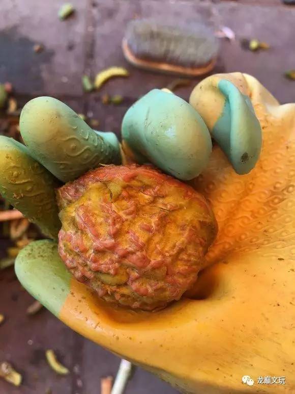 核桃盘出玛瑙红技巧,怎样看出核桃是否能盘红