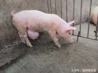 猪脐疝怎么治疗最有效的方法,猪脐疝引起的原因和处理方法