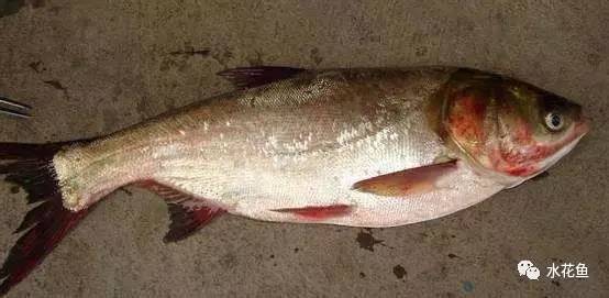 病毒性出血性败血症如何处理,暴发性出血病