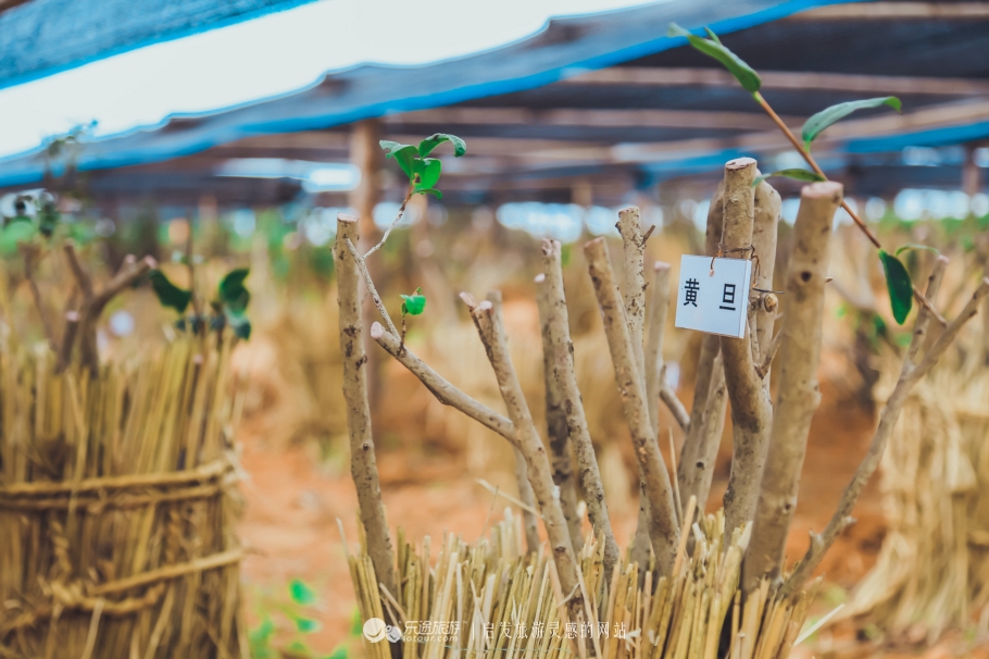 去木子山庄感受禅意，去观察奇曲茶
