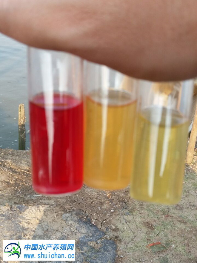台湾泥鳅养殖行情,台湾泥鳅养殖期间怎么防治病害