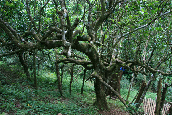 南糯山台地普洱茶怎样,普洱南糯山04年古树茶价格表