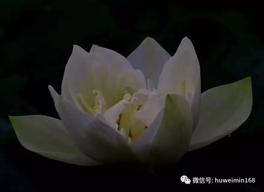 胡卫民医生讲座,胡卫民医生抗癌