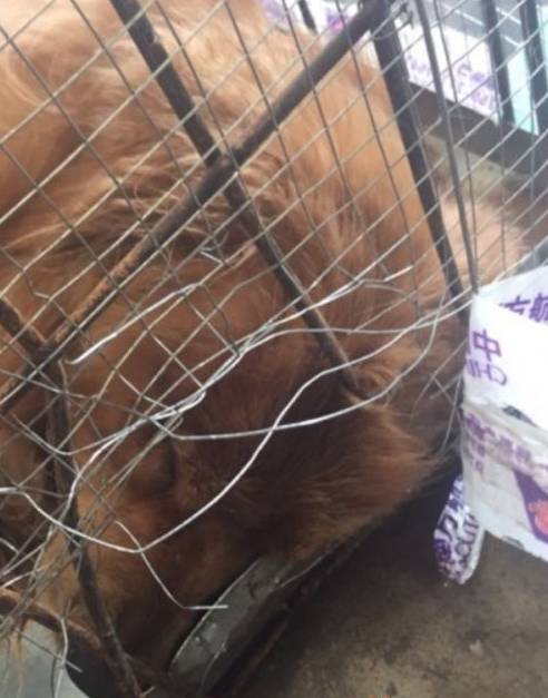 狗狗因托运不当去世主人昏迷,狗狗在飞机上托运是怎么死的