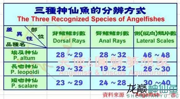 燕子神仙鱼怎么分公母,神仙燕子鱼的生活习性和特征