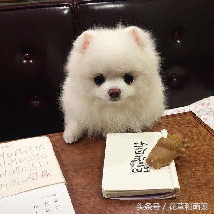 狗狗送人原主人能要回吗,把狗狗送给别人还能要回来吗