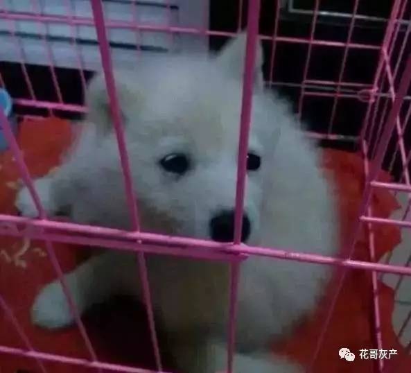 灰产如何规避打击,灰产处置