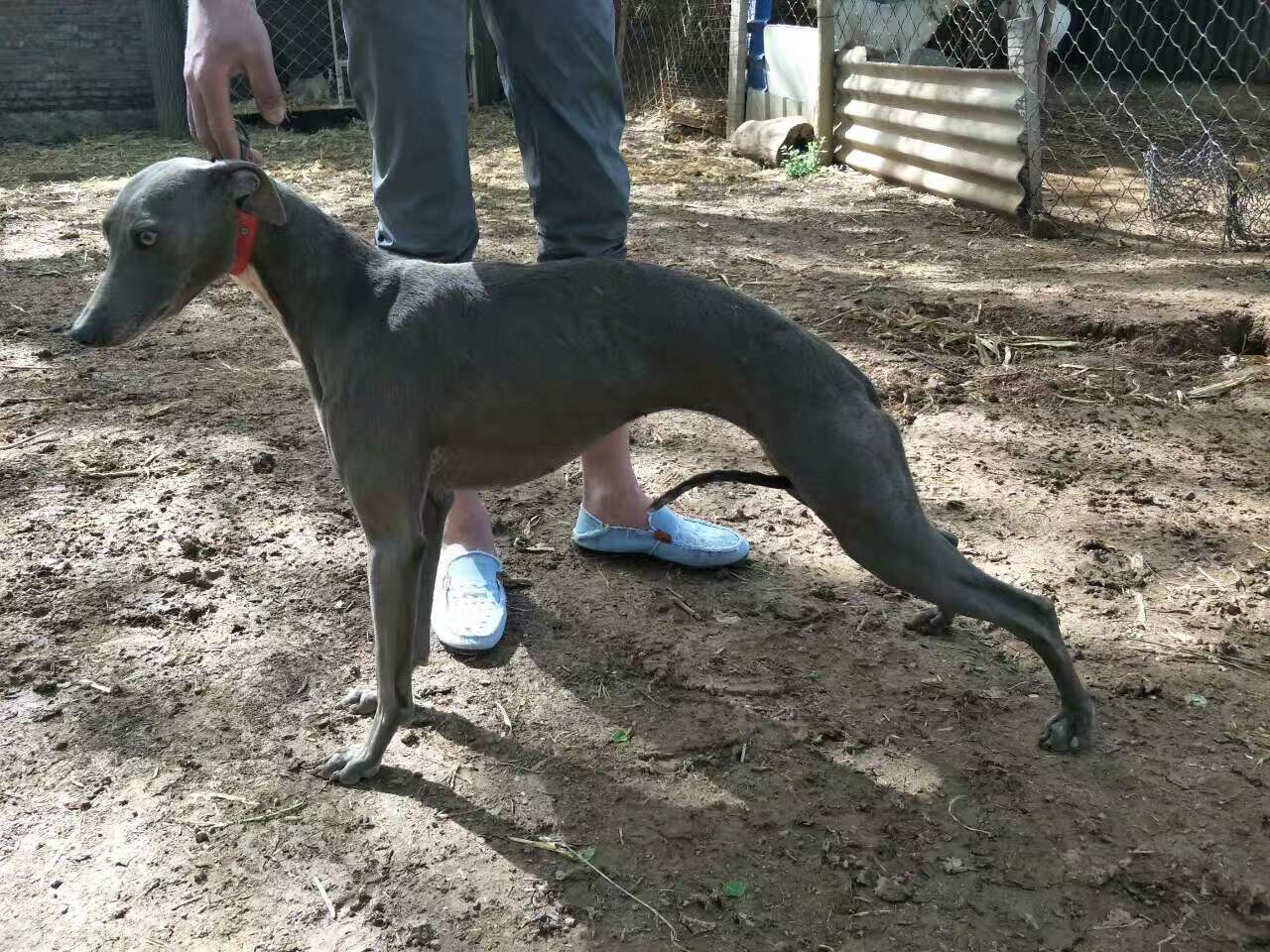 格力灵缇惠比特怎么分别,格力犬狩猎