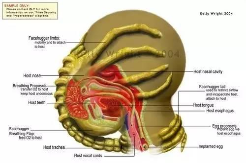 异形契约细思极恐解析,异形契约解析细思极恐
