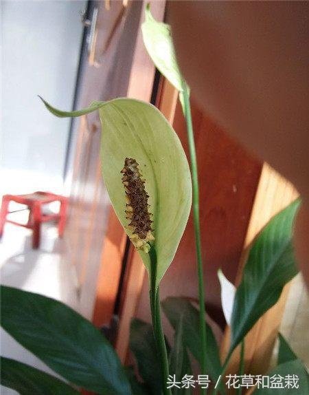 能吸甲醛的植物盆栽有哪些,吸甲醛最好的植物排名最好养的