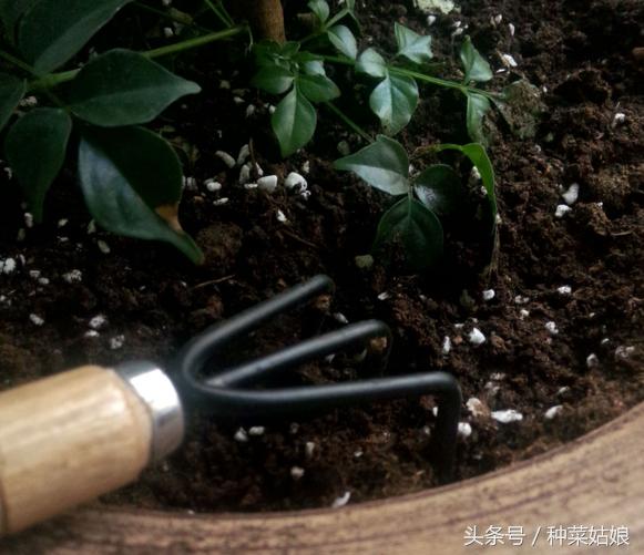 家里种菜土板结如何解决,家庭种菜土硬怎么办