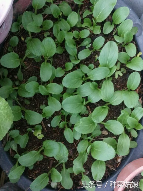 家里种菜土板结如何解决,家庭种菜土硬怎么办