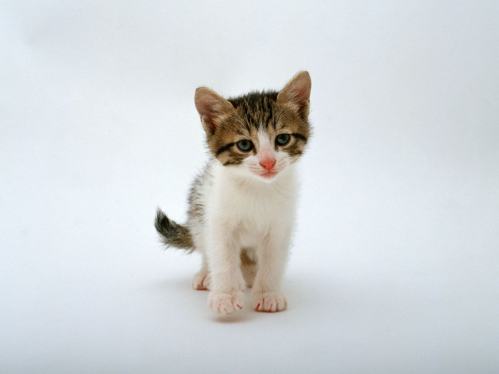 新手养猫应该准备和注意些什么,新手养猫需要知道的基本常识下篇