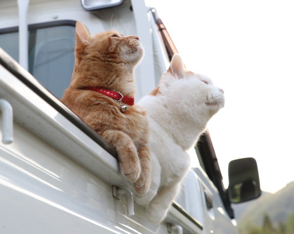 你也养猫也养狗是什么体验,养猫是一种什么体验