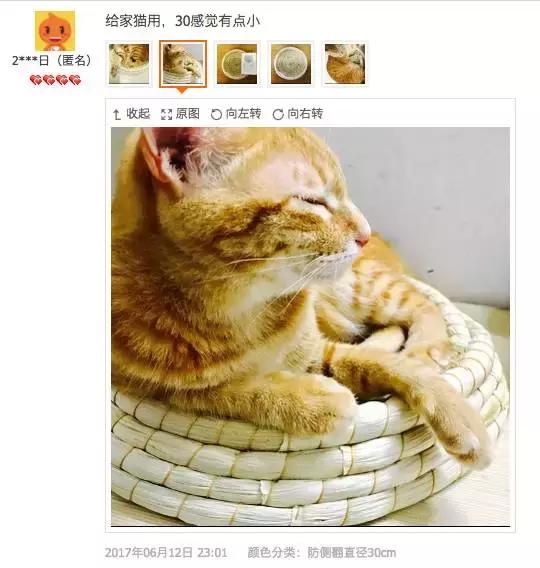 从让人捧腹的铝盆和鸡窝大抢购,看猫咪用品创业商机