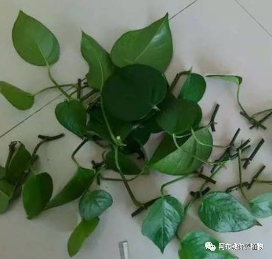 绿萝植物养护,绿萝植物养护知识