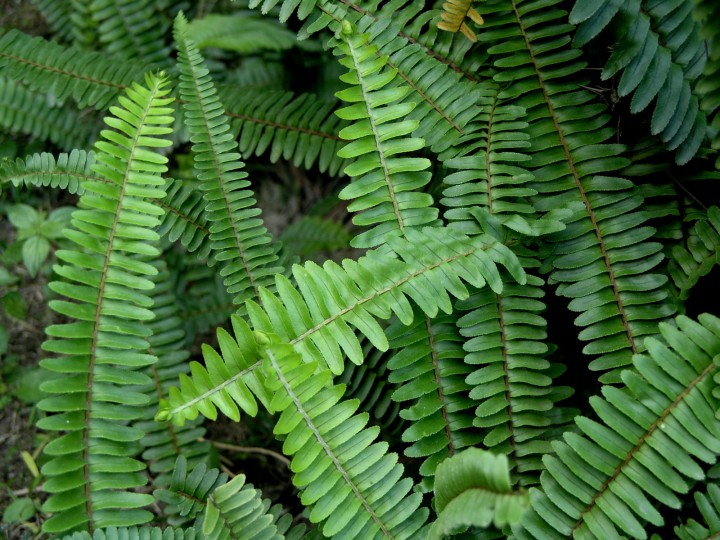 农村不起眼的这几种草竟有大用处,野生的蜈蚣草