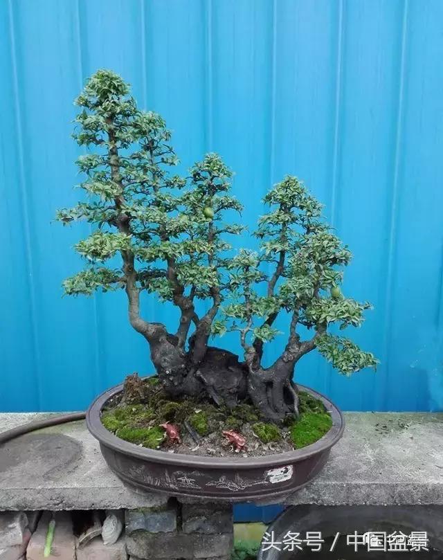 直杆式盆景的飘枝布局原则,松树飘枝式盆景图片大全