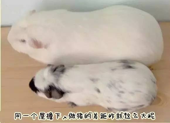 秘鲁豚鼠纪录片,豚鼠秘鲁荷兰猪