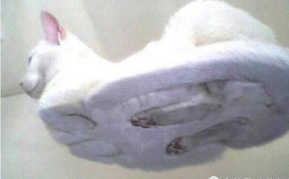 养猫房间要不要摆一些东西,养猫家里适合放什么家具